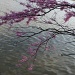 Red Bud over Landen Lake by alophoto
