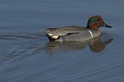 23rd Mar 2012 - Green-wing Teal