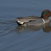 Green-wing Teal by robv
