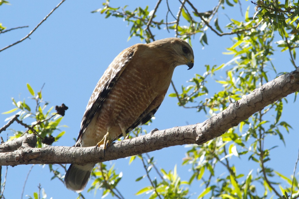 Red-shouldered Hawk by robv