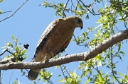 24th Mar 2012 - Red-shouldered Hawk