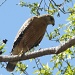 Red-shouldered Hawk by robv