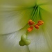 Lilies "O'keefe" by yentlski