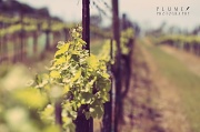 28th Mar 2012 - Spring in wine country! 