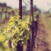 Spring in wine country!  by orangecrush