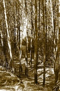 25th Mar 2012 - Forest path
