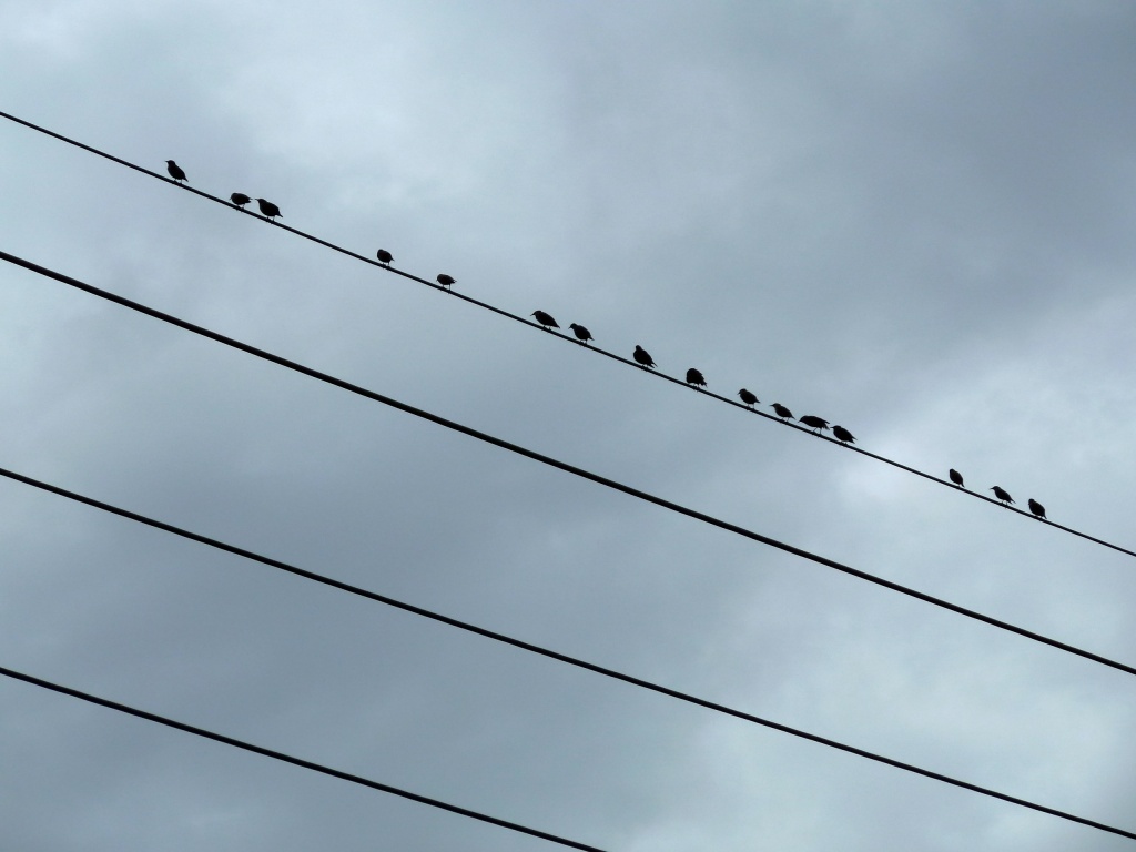 Birds on a wire by kjarn