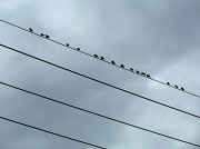 20th Mar 2012 - Birds on a wire