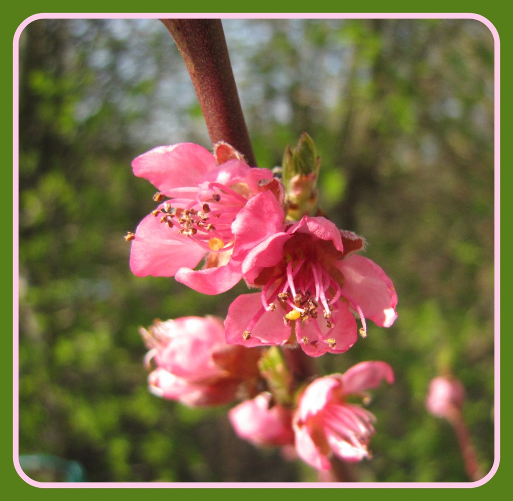 Peach blossom by busylady