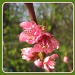 Peach blossom by busylady