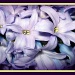 Hyacinth by jmj