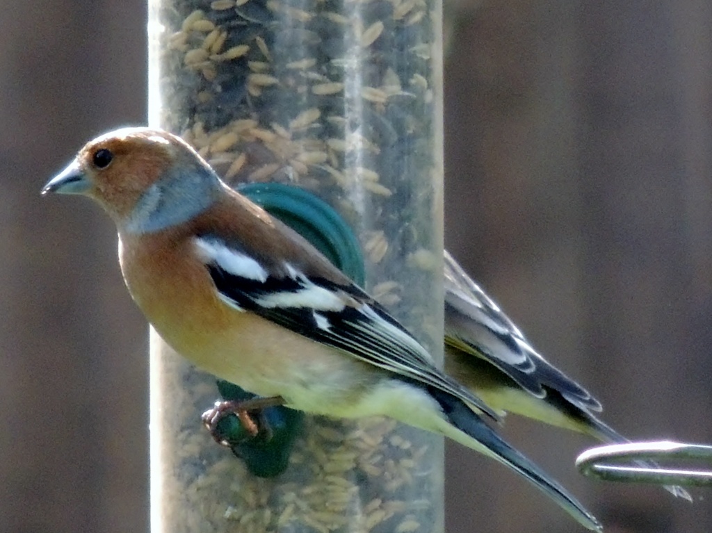 Chaffinches - is this a mirror? by rosiekind