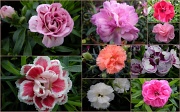 30th Mar 2012 -   Dianthus  ( Carnation`s)