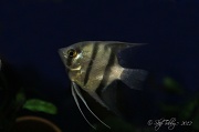 29th Mar 2012 - Angel Fish