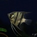 Angel Fish by skipt07