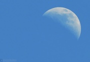29th Mar 2012 - Blue Moon
