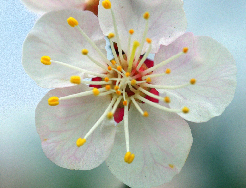 Apricot Blossom by jayberg
