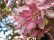 29th Mar 2012 - Blossoms of pink