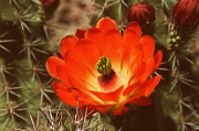29th Mar 2012 - Cactus Flower