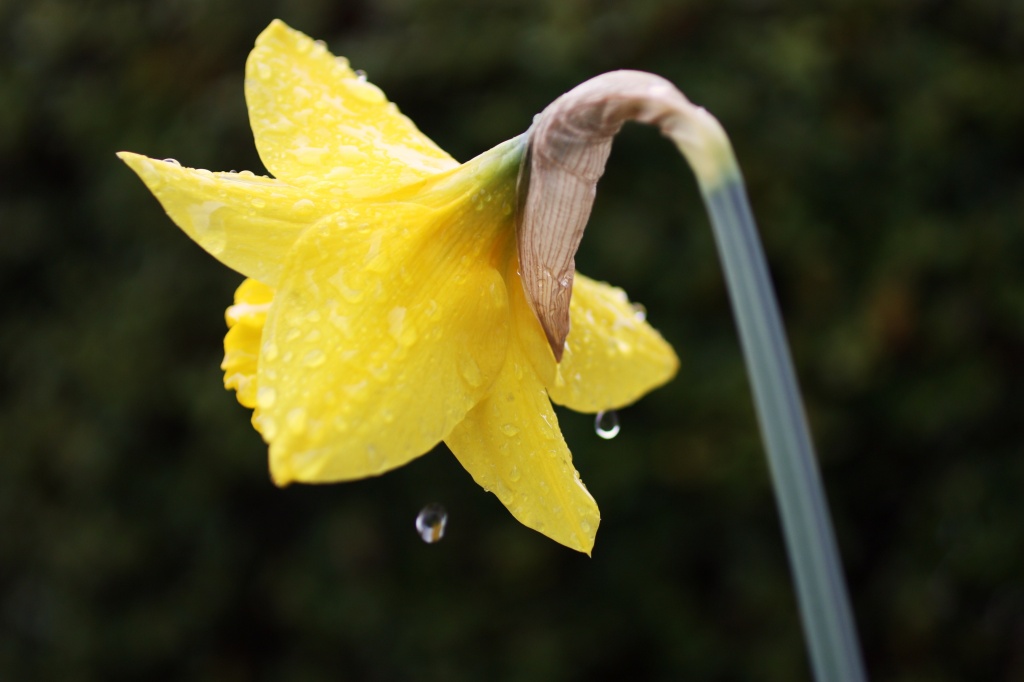 Daffodil in the rain by whiteswan