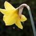 Daffodil in the rain by whiteswan