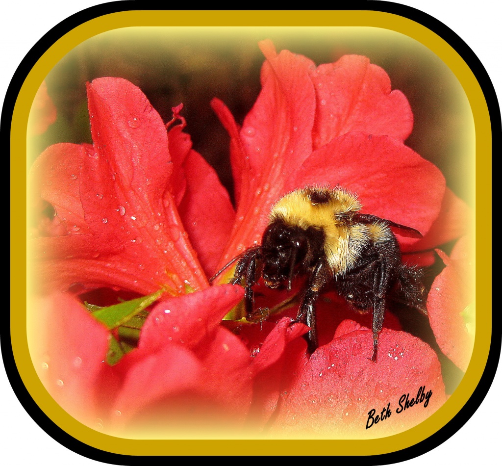 Bumble Bee on Azalias by vernabeth