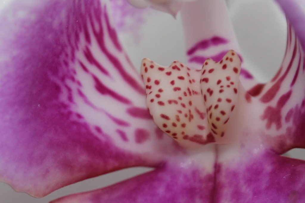 Orchid Bloom - Take III - Dare to Compare by northy