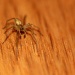 Meet Harvey the House Spider by northy