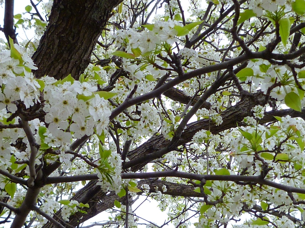 Blossoms by tatra