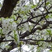 Blossoms by tatra