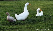 28th Mar 2012 - Three Ducks