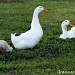Three Ducks by grannysue
