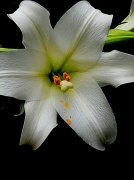 30th Mar 2012 - A Flower's Tears