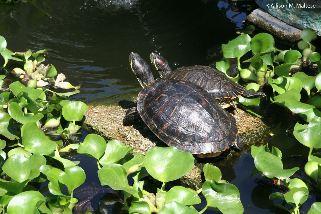 Turtle Pond, Ormond Beach Museum and Gardens by falcon11