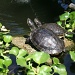 Turtle Pond, Ormond Beach Museum and Gardens by falcon11