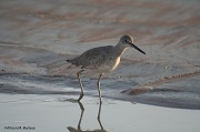 26th Mar 2012 - Willet, early morning