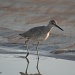 Willet, early morning by falcon11