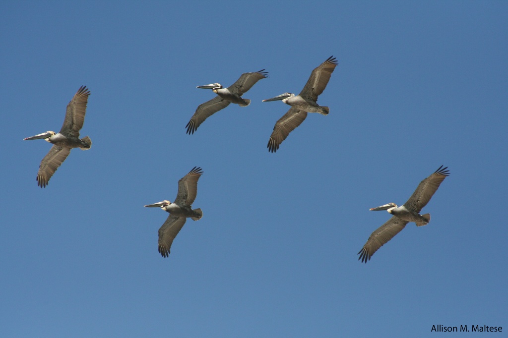Pelicans by falcon11