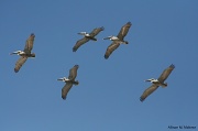 28th Mar 2012 - Pelicans