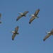 Pelicans by falcon11