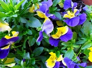 26th Mar 2012 - Spring Flowers (2)