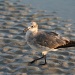 Juvenile Laughing Gull 2 by falcon11