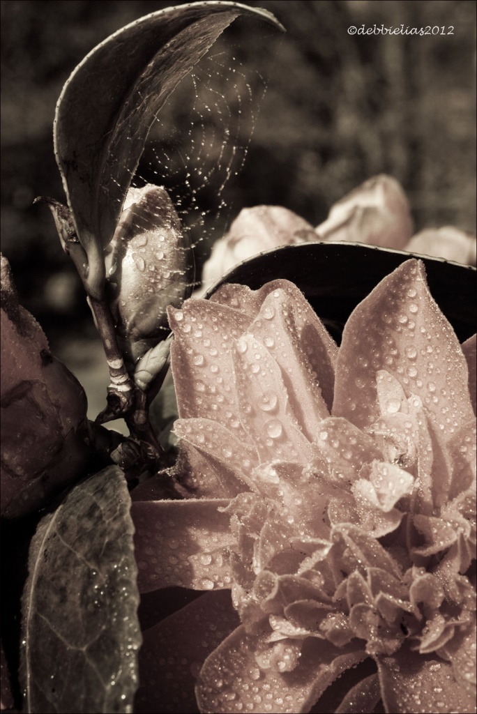 30.3.12 Camellia & Web  by stoat