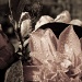 30.3.12 Camellia & Web  by stoat