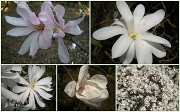 31st Mar 2012 - Magnolia .