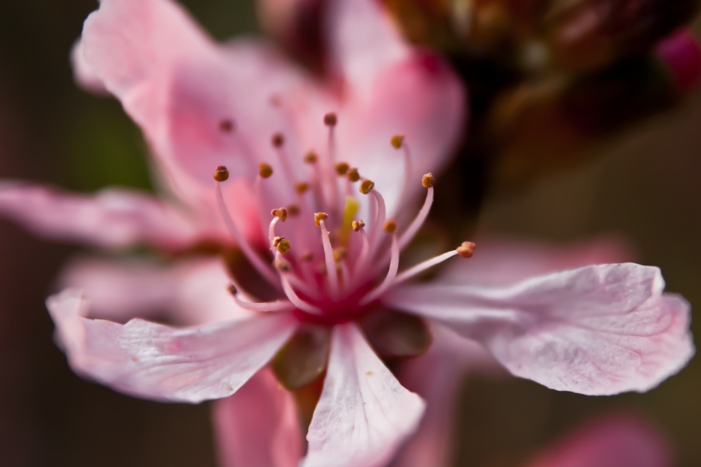 more spring blossom (!) by peadar