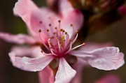 30th Mar 2012 - more spring blossom (!)