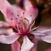 more spring blossom (!) by peadar