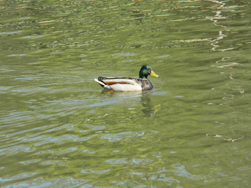 Duck in Lake 3.30.12 by sfeldphotos