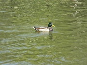 30th Mar 2012 - Duck in Lake 3.30.12